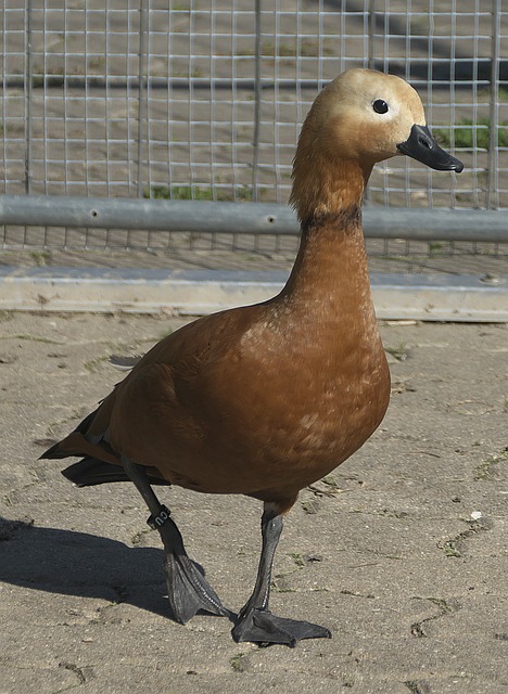 补救主